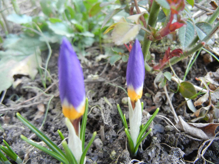 Crocus sieberi Tricolor (2013, March 09) - Crocus sieberi Tricolor