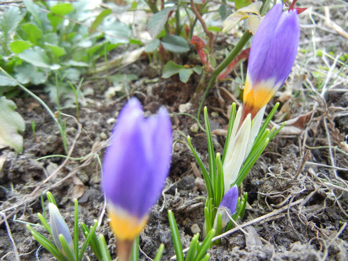 Crocus sieberi Tricolor (2013, March 09) - Crocus sieberi Tricolor