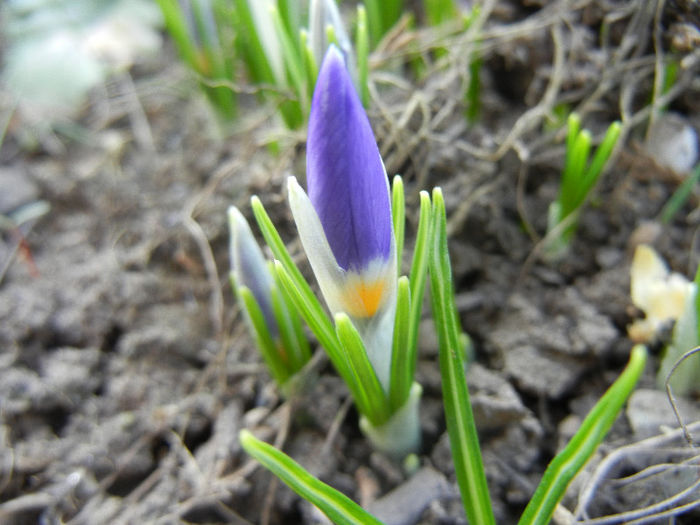 Crocus sieberi Tricolor (2013, March 09) - Crocus sieberi Tricolor