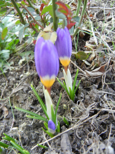 Crocus sieberi Tricolor (2013, March 09)