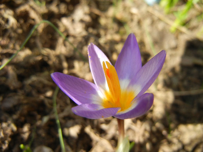 Crocus sieberi Tricolor (2013, March 09) - Crocus sieberi Tricolor