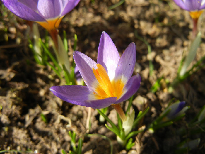 Crocus sieberi Tricolor (2013, March 09) - Crocus sieberi Tricolor