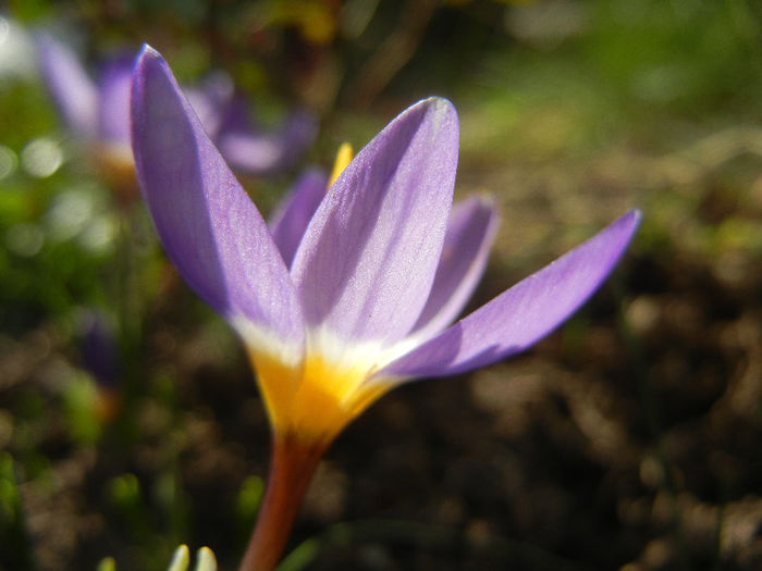 Crocus sieberi Tricolor (2013, March 09)