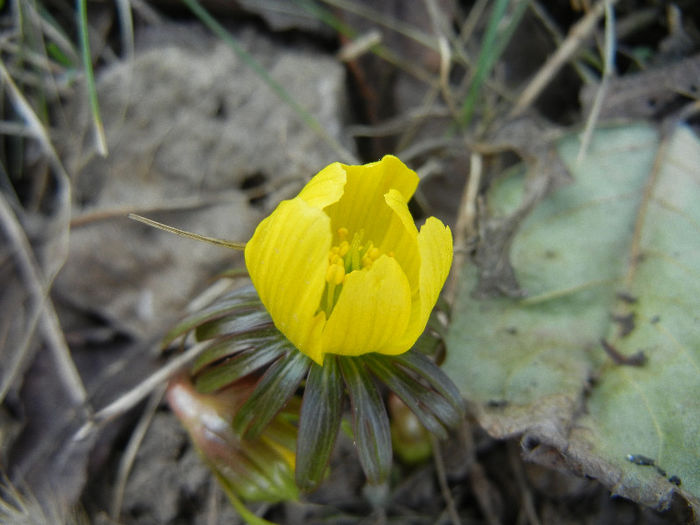 Eranthis hyemalis (2013, March 09)