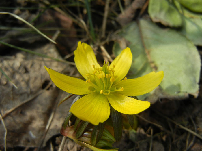 Eranthis hyemalis (2013, March 09)