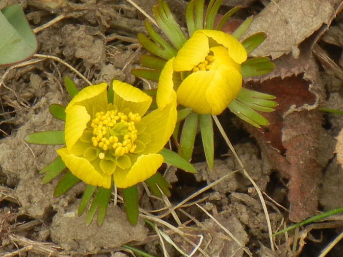 Eranthis hyemalis (2013, March 09)