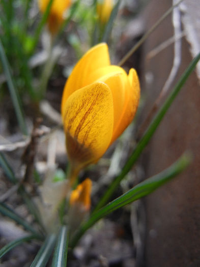 Crocus Gipsy Girl (2013, March 06)