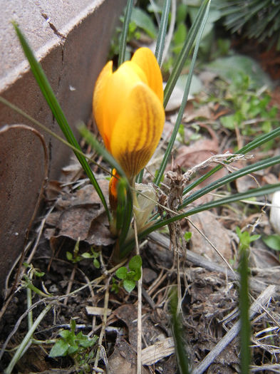 Crocus Gipsy Girl (2013, March 06)