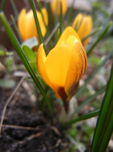 Crocus Gipsy Girl (2013, March 06)