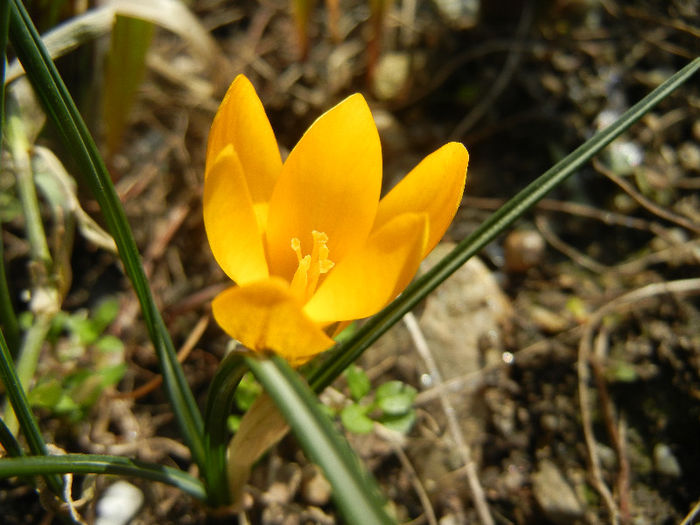 Crocus Gipsy Girl (2013, March 09)