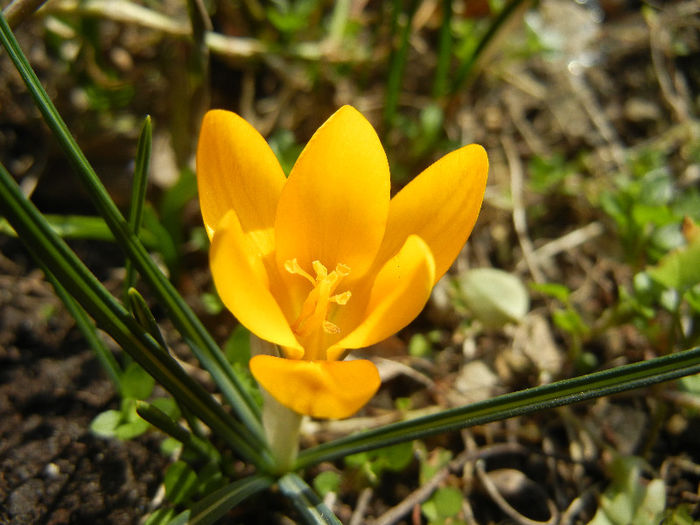 Crocus Gipsy Girl (2013, March 09)