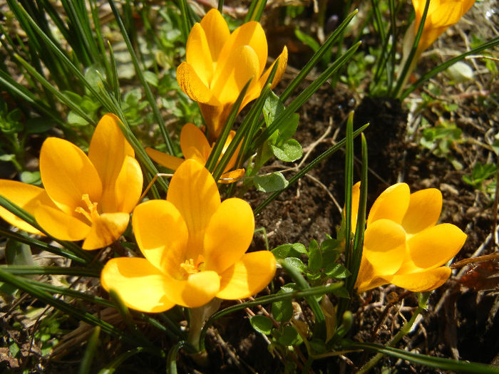 Crocus Gipsy Girl (2013, March 09)