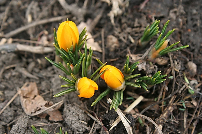 8 martie 2013 - zz Crocus