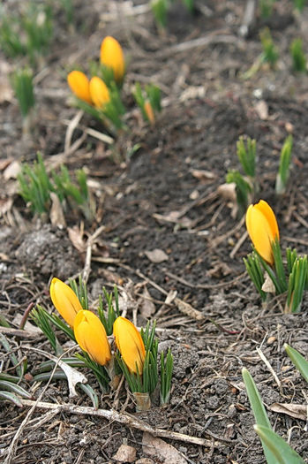 8 martie 2013 - zz Crocus