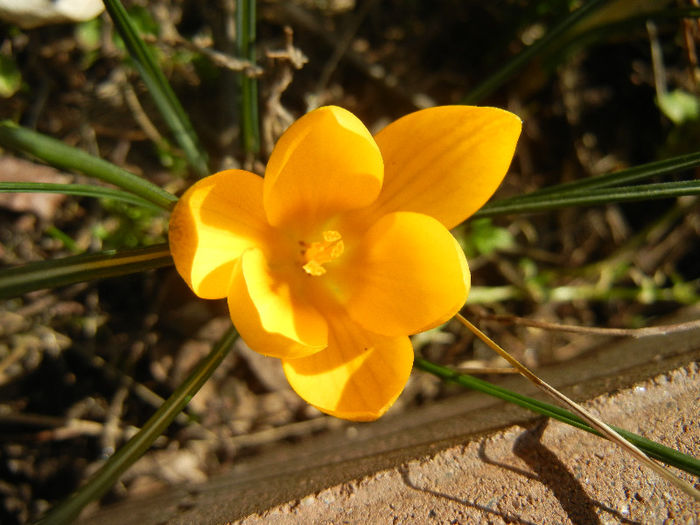 Crocus Gipsy Girl (2013, March 09)