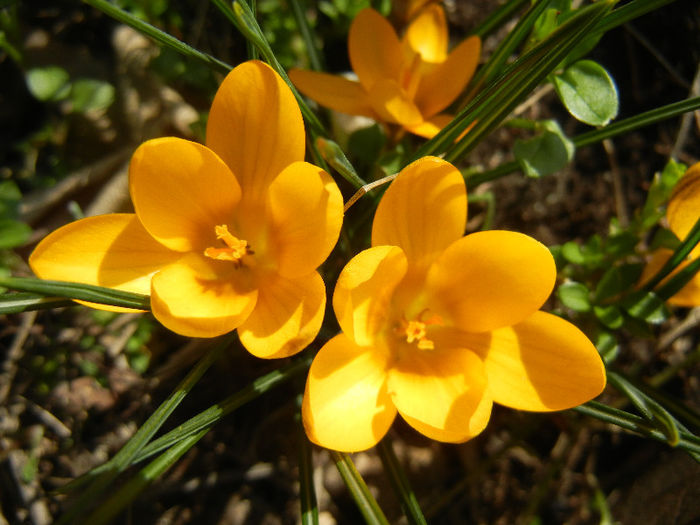 Crocus Gipsy Girl (2013, March 09)