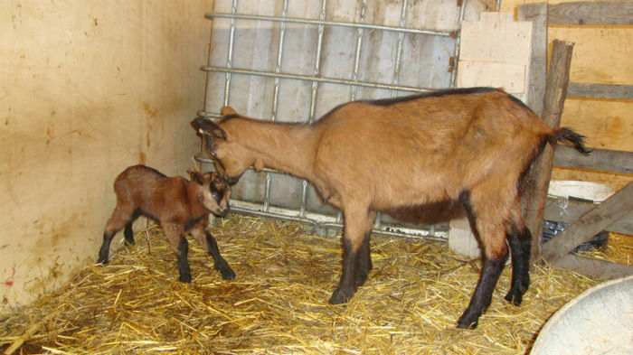 tapusor fatat de 2 ore