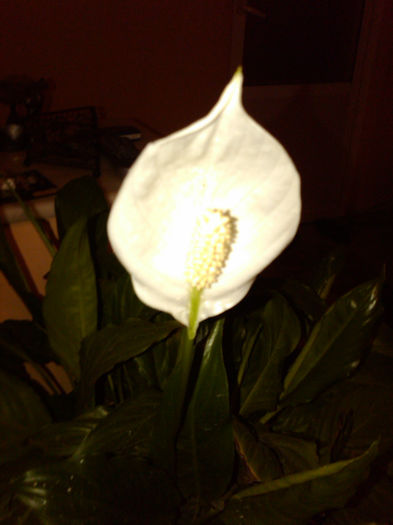 martie 2013 - Spathiphyllum