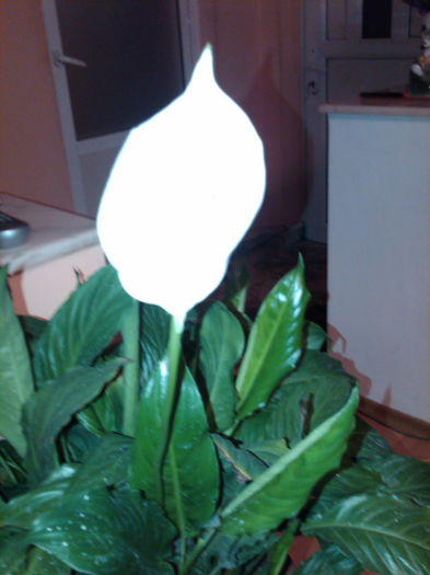 2013 - Spathiphyllum