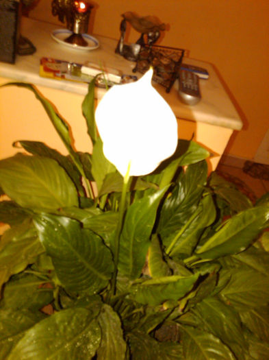 2013 - Spathiphyllum