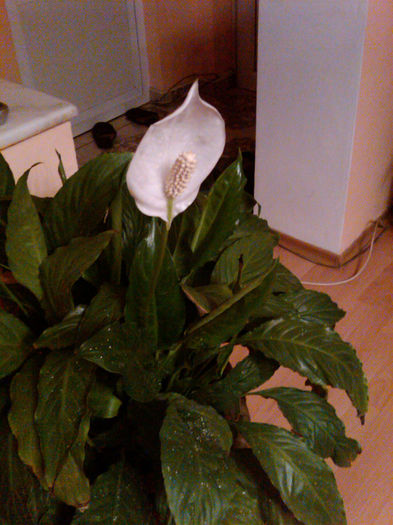 2013 - Spathiphyllum