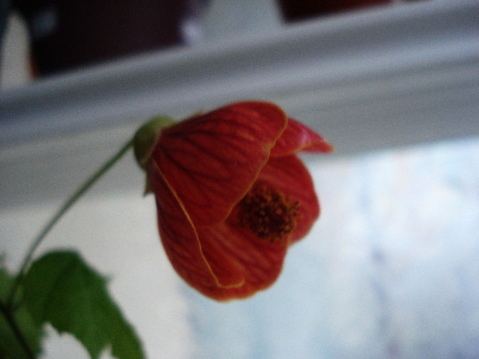 Abutilon caramiziu (10-03-2013)