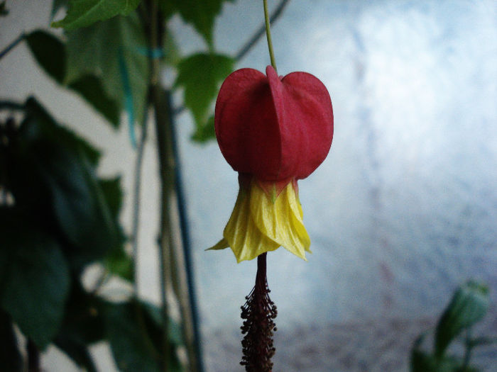 Abutilon megapotamicum (10-03-2013)