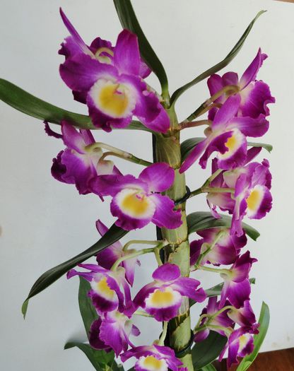 Dendrobium Nobile Star Class Comet King Akatsuki