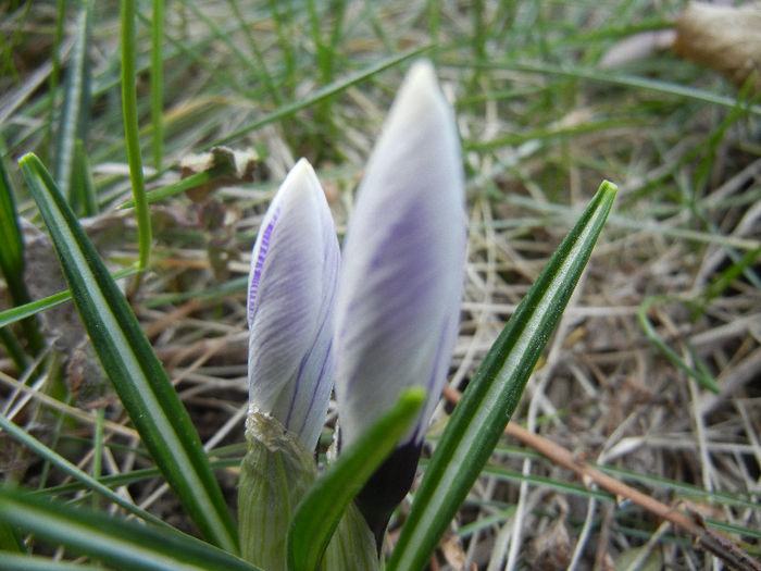 Crocus Pickwick (2013, March 09) - Crocus Pickwick