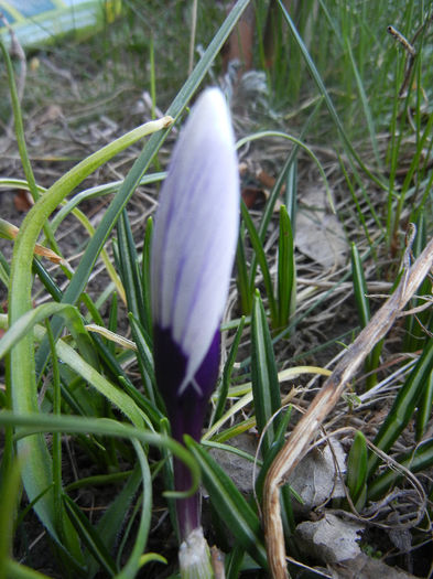 Crocus Pickwick (2013, March 09) - Crocus Pickwick