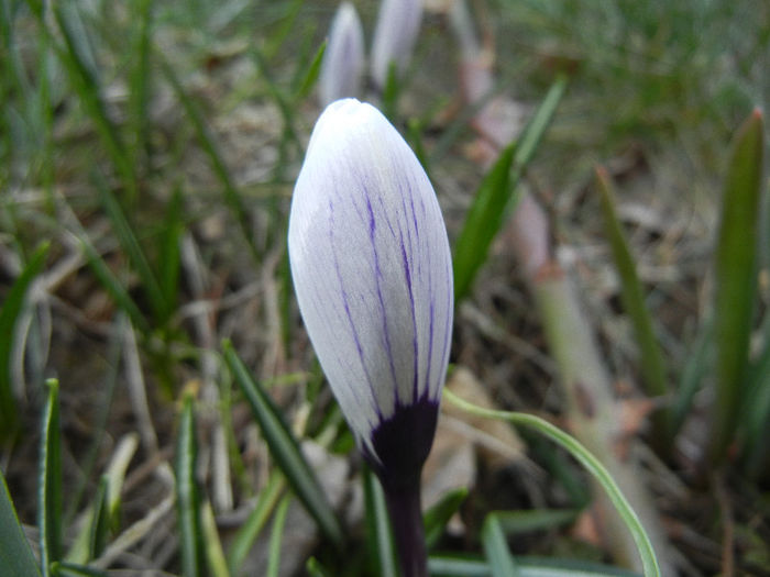 Crocus Pickwick (2013, March 09) - Crocus Pickwick