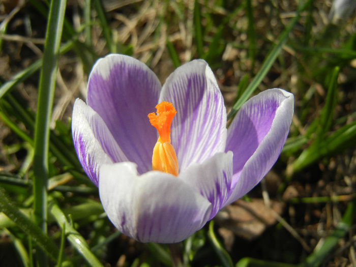 Crocus Pickwick (2013, March 09) - Crocus Pickwick