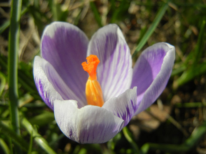 Crocus Pickwick (2013, March 09) - Crocus Pickwick