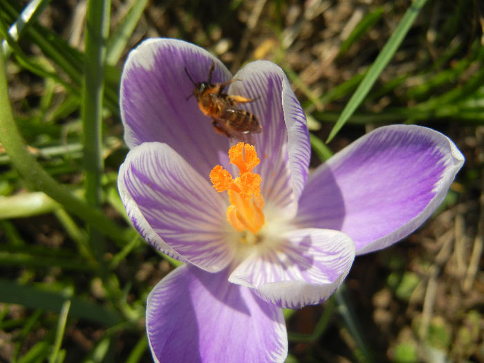 Crocus Pickwick (2013, March 09) - Crocus Pickwick