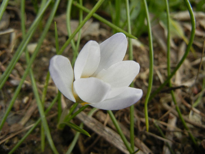 Crocus Blue Pearl (2013, March 06)