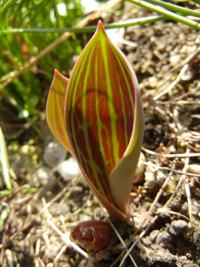Tulips_Lalele (2013, March 03) Tulips_Lalele (2013, March 03)