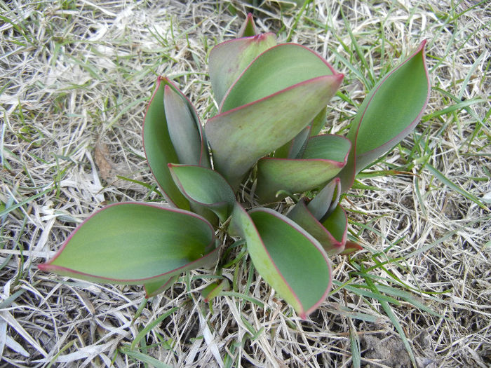 Tulips_Lalele (2013, March 04) Tulips_Lalele (2013, March 04)