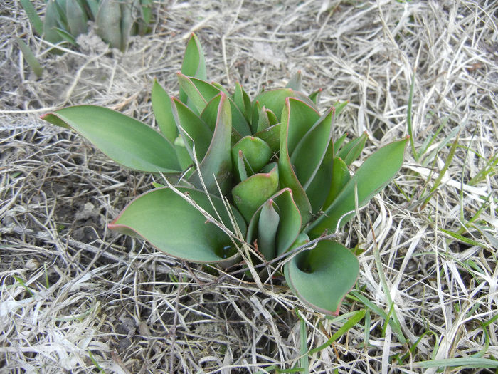 Tulips_Lalele (2013, March 04) Tulips_Lalele (2013, March 04)