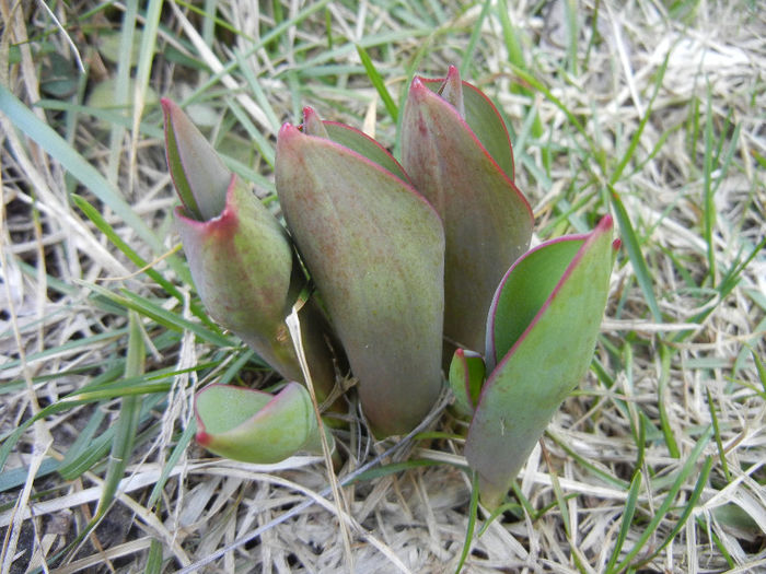 Tulips_Lalele (2013, March 04) Tulips_Lalele (2013, March 04)