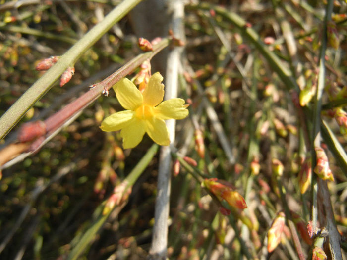 Jasminum nudiflorum (2013, March 09) - JASMINUM Nudiflorum