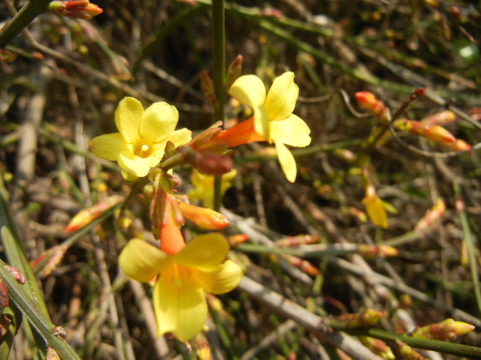 Jasminum nudiflorum (2013, March 09)