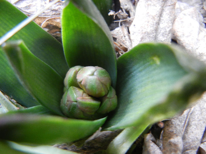 Hyacinthus_Zambila (2013, March 06) Hyacinthus_Zambila (2013, March 06)