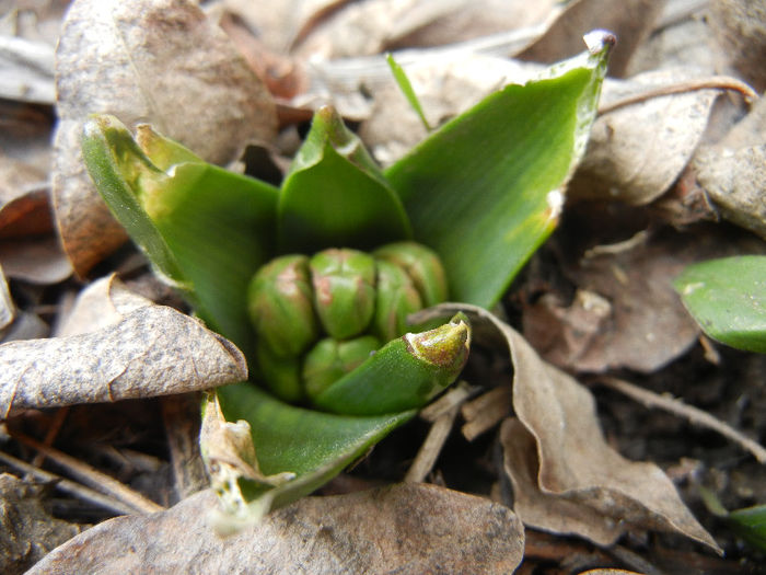 Hyacinthus_Zambila (2013, March 06) Hyacinthus_Zambila (2013, March 06)