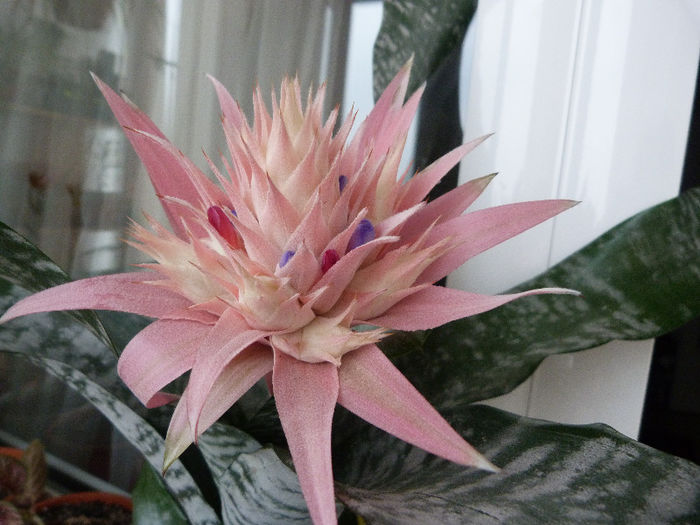 P1070101 - Aechmea Fasciata