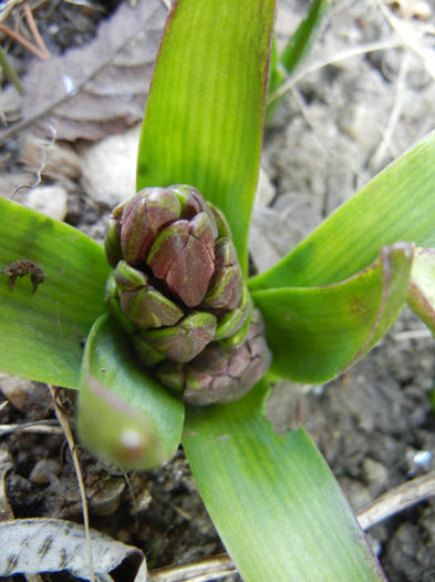 Hyacinthus_Zambila (2013, March 09) Hyacinthus_Zambila (2013, March 09)