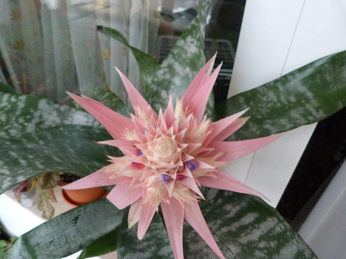 P1070103 - Aechmea Fasciata