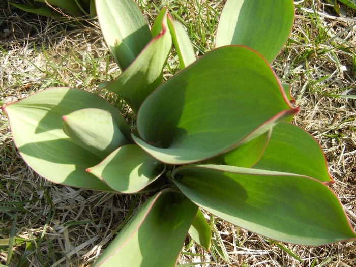 Tulips_Lalele (2013, March 09) Tulips_Lalele (2013, March 09)