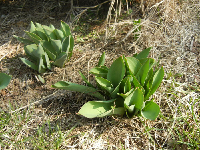 Tulips_Lalele (2013, March 09) Tulips_Lalele (2013, March 09)