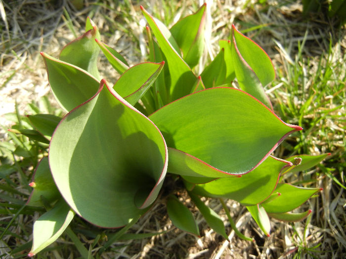 Tulips_Lalele (2013, March 09) Tulips_Lalele (2013, March 09)