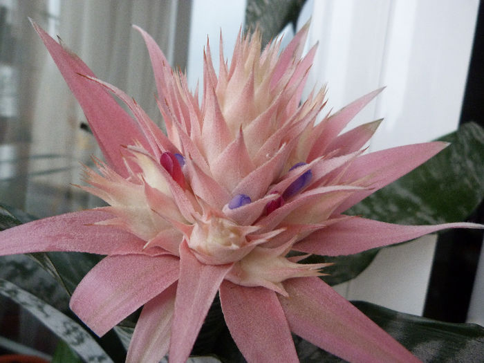 P1070106 - Aechmea Fasciata